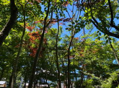 有限会社 松井庭園